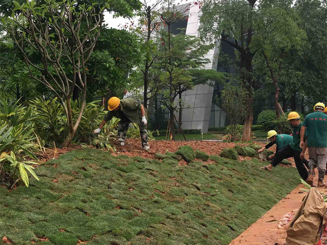 怡軒園林綠化公司圓滿完成千燈湖公園補植改造工程 匠心打造城市綠色新地標