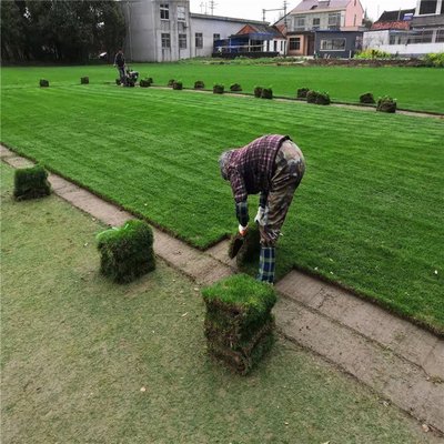 南京草坪園林綠化工程施工 融合自然與人文的綠色實踐