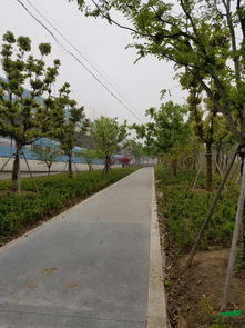 生態修復與城市綠廊的典范——昆山石林綠化中標中環西線景觀工程6標評析